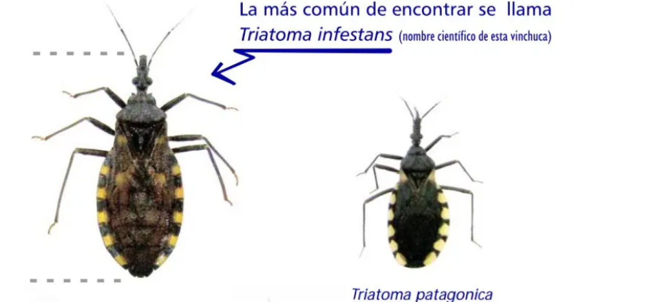 Salud recuerda medidas para la prevención del Chagas en Río Negro